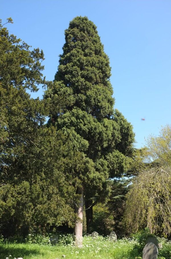 <i>Cupressus torulosa</i> - Image 6