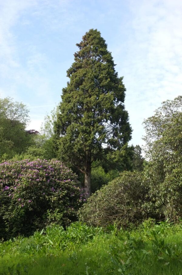 <i>Cupressus torulosa</i>