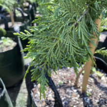 Close-up of a young Hinoki Cypress tree in a black grow bag, showcasing its feathery, bright green foliage and slender trunk. The tree sits among others in a nursery setting.