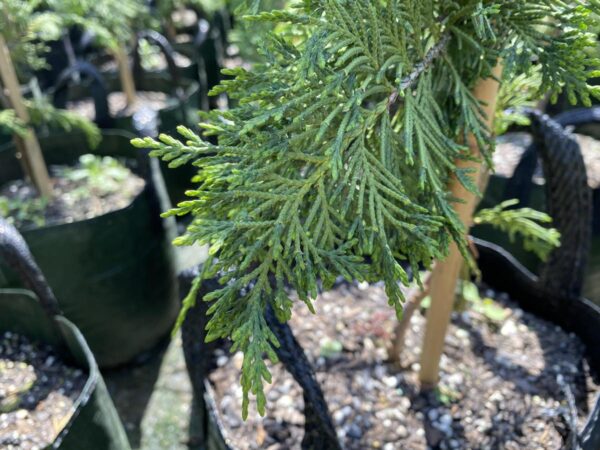 <i>Cupressus</i> x <i>leylandii</i> 'Ferndown' - Image 2