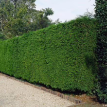 Lush, green privacy hedge bordering a gravel path. The dense hedge offers natural screening, creating a secluded garden space.