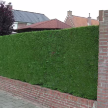 Tall, manicured green hedge acting as a privacy fence, bordering a brick walkway and wall. Houses visible in background. Backyard landscaping idea.