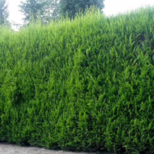 Lush, vibrant green Leyland cypress hedge, densely packed and neatly trimmed, creating a natural privacy screen in a garden setting.