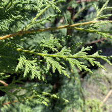 Close-up of a vibrant green Juniper branch with scale-like leaves. The texture and color highlight the plant's foliage.