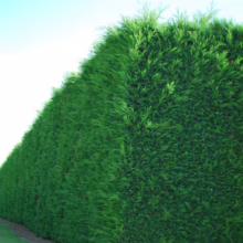 Lush, tall green Leyland cypress hedge creates a natural privacy fence against a bright sky. Manicured lawn and smaller tree in the distance add depth.