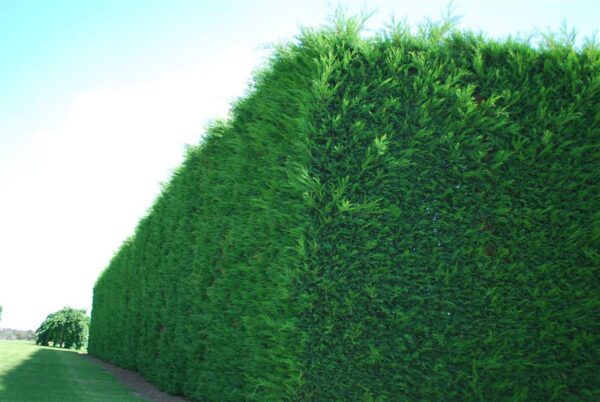 <i>Cupressus</i> x <i>leylandii</i> 'Leighton Green' - Image 3