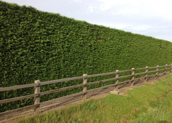 <i>Cupressus</i> x <i>leylandii</i> 'Leighton Green'