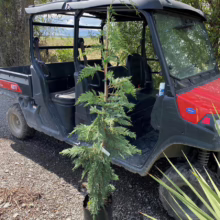 A young evergreen tree in a black pot stands beside a red and black Kioti utility vehicle on a gravel driveway. The tree has a slender trunk and feathery green foliage.