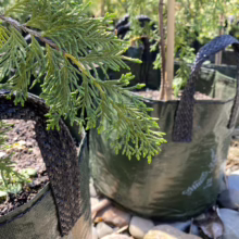 Close-up of lush green evergreen seedlings in green grow bags, ready for planting. The plants sit on a bed of pebbles, suggesting a nursery or garden center.