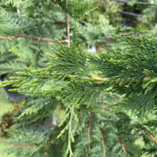 Cupressus x ovensii (Ovens Cypress) foliage.