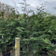 Cupressus x ovensii (Ovens Cypress) tree at Leafland Nursery