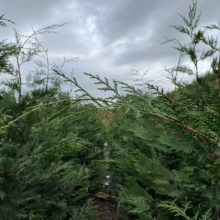 Cupressus x ovensii (Ovens Cypress) lines at Leafland.