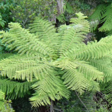 Lush green tree fern unfurls its fronds in a dense forest setting. Sunlight filters through the canopy, highlighting the fern's intricate, feathery leaves.