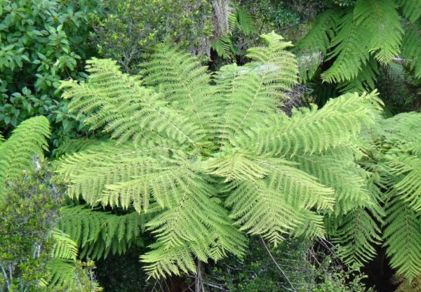 <i>Cyathea cunninghamii</i> - Image 2