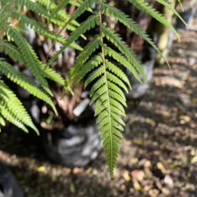 Lush green fern fronds, their delicate leaflets catching the sunlight, hang gracefully against a blurred backdrop of potted plants and dappled ground. The vibrant greenery evokes a sense of natural beauty.