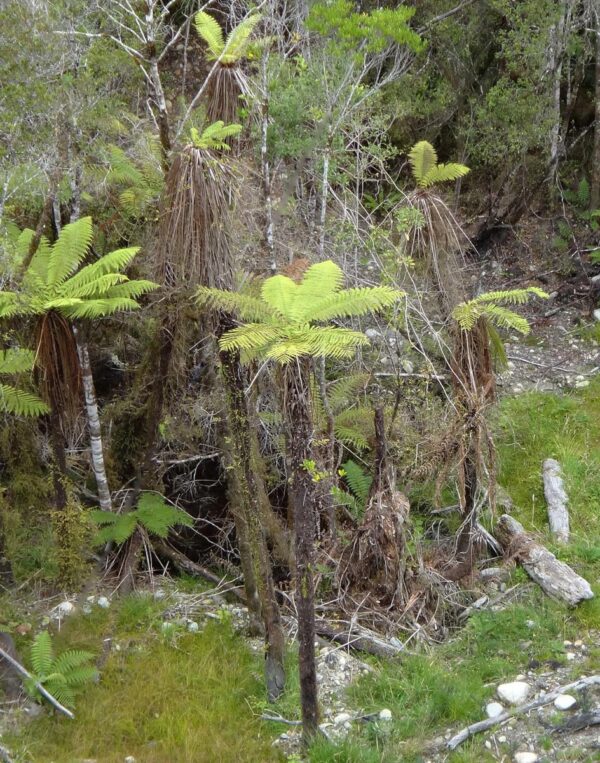 <i>Cyathea cunninghamii</i>