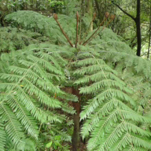 Cyathea dealbata (Silver Fern) fronds.