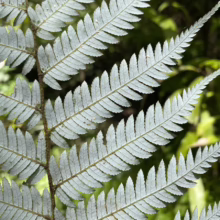 Cyathea dealbata (Silver Fern) underside of the fronds.