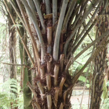 Cyathea dealbata (Silver Fern) trunk.