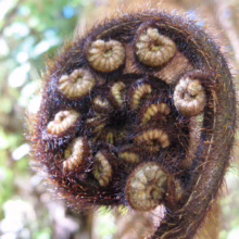 Cyathea dealbata (Silver Fern) new frond.