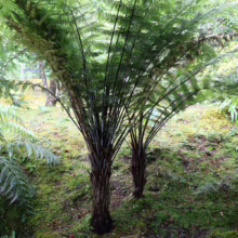 Cyathea dealbata (Silver Fern) in the bush.