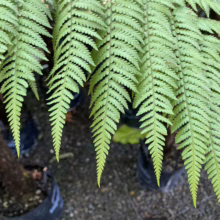 Lush green fern fronds with detailed, serrated leaflets cascade down, showcasing their vibrant color and intricate texture. Potted ferns are visible in the background.