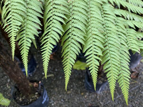 <i>Cyathea medullaris</i> - Image 2