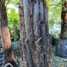 Close-up of a Dicksonia antarctica tree fern trunk, showing its distinctive textured, fibrous covering and unique, segmented structure. Lush greenery and other potted ferns are visible in the background.