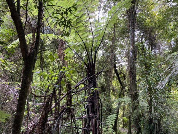 <i>Cyathea medullaris</i>