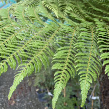 Lush, vibrant green fern fronds cascade downwards, showcasing their intricate, feathery texture. The image captures the natural beauty of ferns, ideal for gardening or botanical blog content.