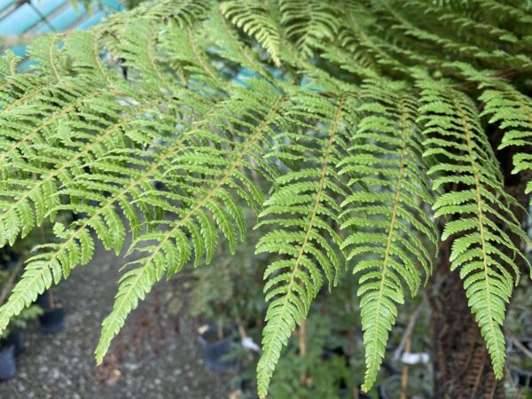 <i>Cyathea smithii</i> - Image 2