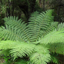 Lush green fern fronds fan out in a dense forest undergrowth, creating a vibrant natural scene.