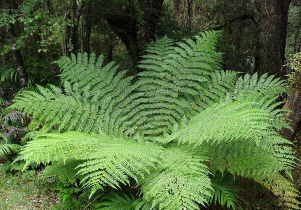 <i>Cyathea smithii</i> - Image 3