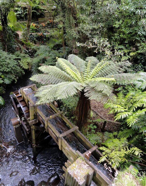 <i>Cyathea smithii</i>