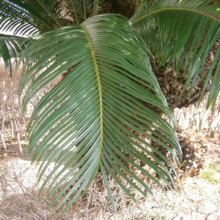 Lush green fronds of a sago palm, a cycad plant, fan out from a textured brown trunk against a backdrop of dry foliage.