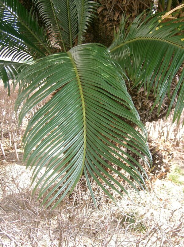 <i>Cycas revoluta</i> - Image 2