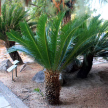 Three Sago Palms thrive in a garden bed with sandy soil and decorative rocks. The cycads feature vibrant green fronds and textured trunks, adding a tropical touch to the landscape.