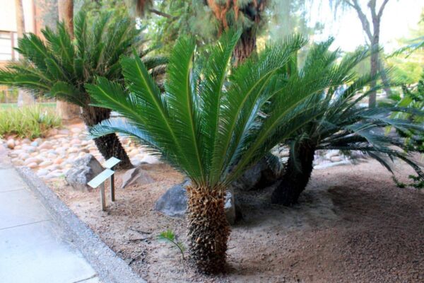 <i>Cycas revoluta</i> - Image 3