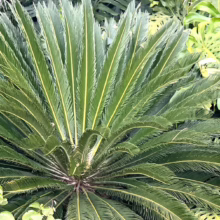 Lush sago palm with vibrant green fronds radiating outwards, showcasing its symmetrical, prehistoric beauty in a tropical garden setting.