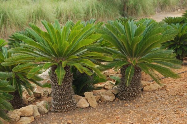 <i>Cycas revoluta</i>