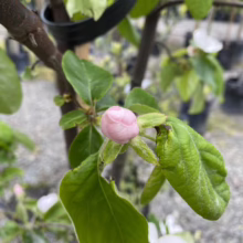 Close-up of a fuzzy pink quince blossom bud, surrounded by green leaves. The bud is the focal point, with a blurred background of a garden center and other potted trees.