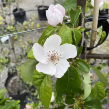 Close-up of a quince tree blossom, showcasing its delicate white petals and prominent stamen. Lush green leaves surround the flower, with a nursery setting in the background.