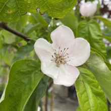 Close-up of a delicate white quince flower with a hint of pink, surrounded by vibrant green leaves. The flower's intricate center is visible, showcasing its beauty.