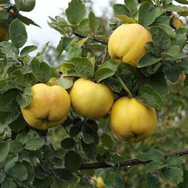 <i>Cydonia oblonga</i> 'Smyrna'