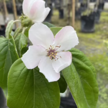 Close-up of a delicate white quince blossom with a hint of pink on the petal edges, surrounded by vibrant green leaves. The flower's center displays brown and purple stamen. Nursery background with potted trees.