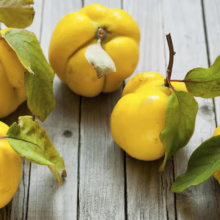 Golden yellow quince fruit with stems and green leaves scattered on a weathered gray wooden surface. The fruit's lumpy shape and textured skin are visible.