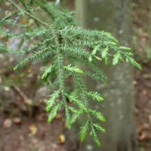 Dacrycarpus dacrydioides (Kahikatea) foliage.