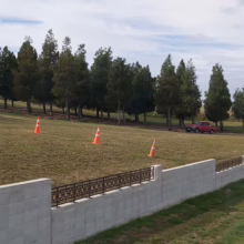 Dacrycarpus dacrydioides (Kahikatea) planting in park.