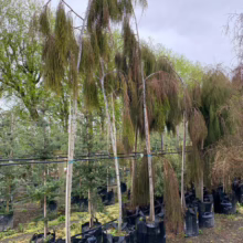 100L Dacrydium cupressinum (Rimu)