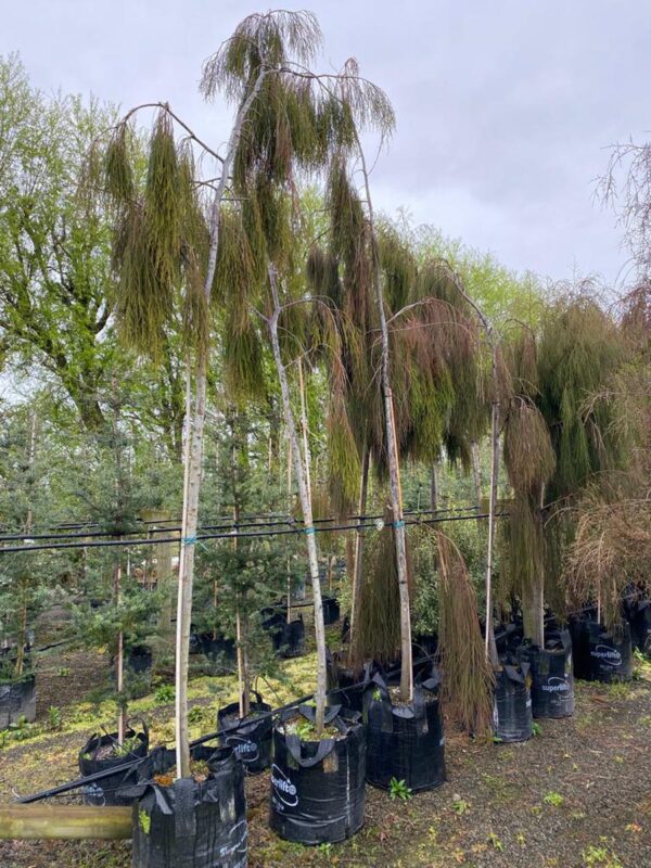 100L Dacrydium cupressinum (Rimu)